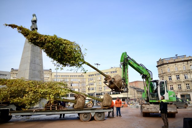 Sadzenie dużych drzew spowoduje, że efekt zazieleniania Placu Wolności szybko będzie widoczny /lodz.pl /Materiały prasowe