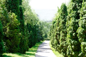Sadzenie iglaków - kiedy jest na to najlepszy moment?