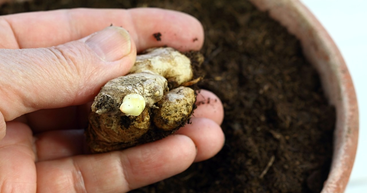 Sadzenie imbiru nie jest skomplikowane