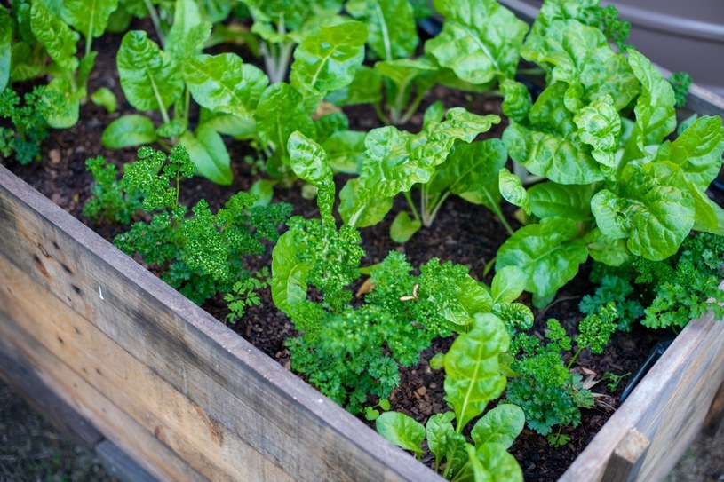 Sadzenie warzyw w skrzyniach jest coraz popularniejsze /123RF/PICSEL