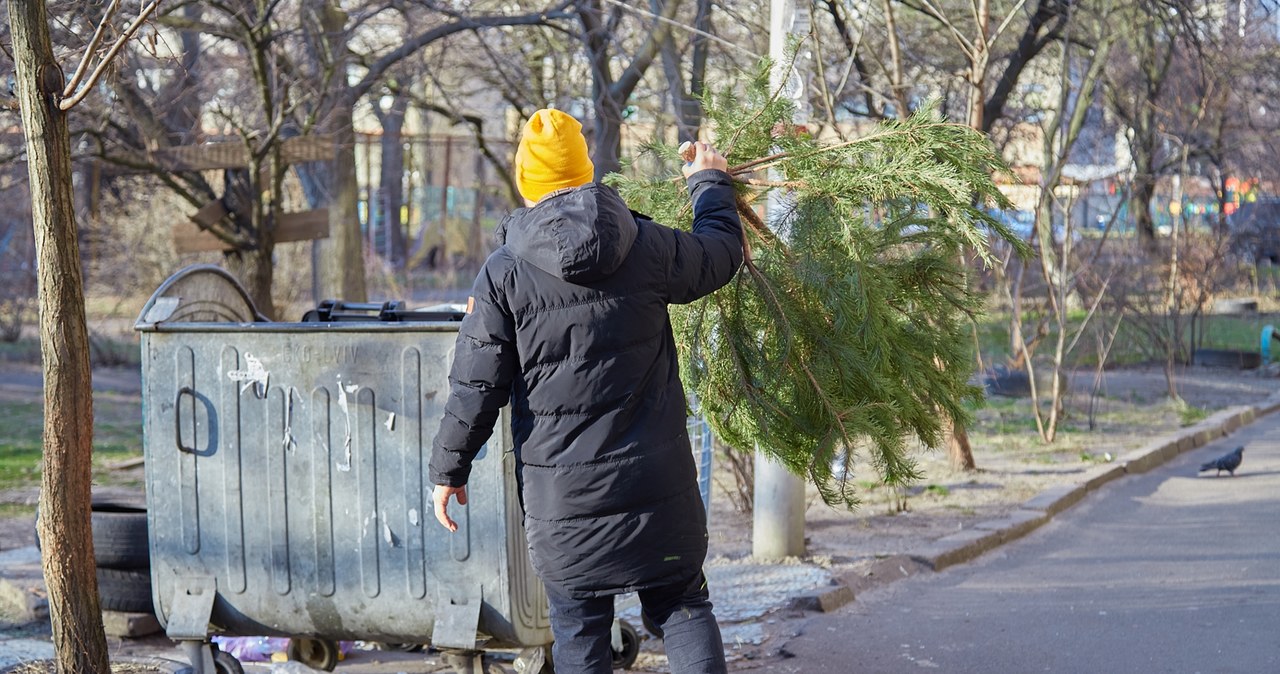 Sadzenie, zbiórka czy utylizacja? Co zrobić z choinką po świętach? /adobestock /INTERIA.PL