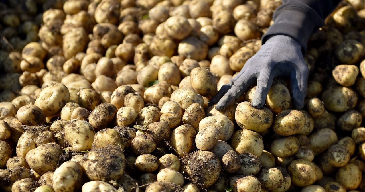 Sadzenie ziemniaków obok ogórków jest fatalnym pomysłem. Zwiększa m.in. ryzyko wystąpienia zarazy ziemniaczanej /AFP