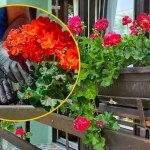 Sadzić kwiatki na balkonie już teraz, czy poczekać? Wtedy jest najlepsza pora