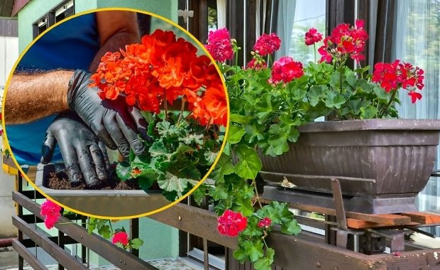 Sadzić kwiatki na balkonie już teraz, czy poczekać? Wtedy jest najlepsza pora