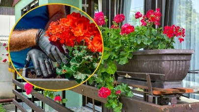 Sadzić kwiatki na balkonie już teraz, czy poczekać? Wtedy jest najlepsza pora