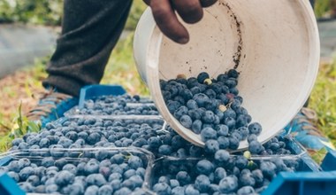 Sadzisz borówkę amerykańską? Te odmiany dają najwięcej owoców