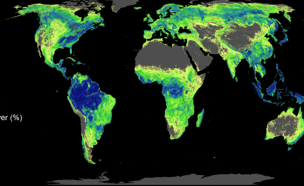 Sadźmy drzewa. Lasy mogą uratować nam klimat!