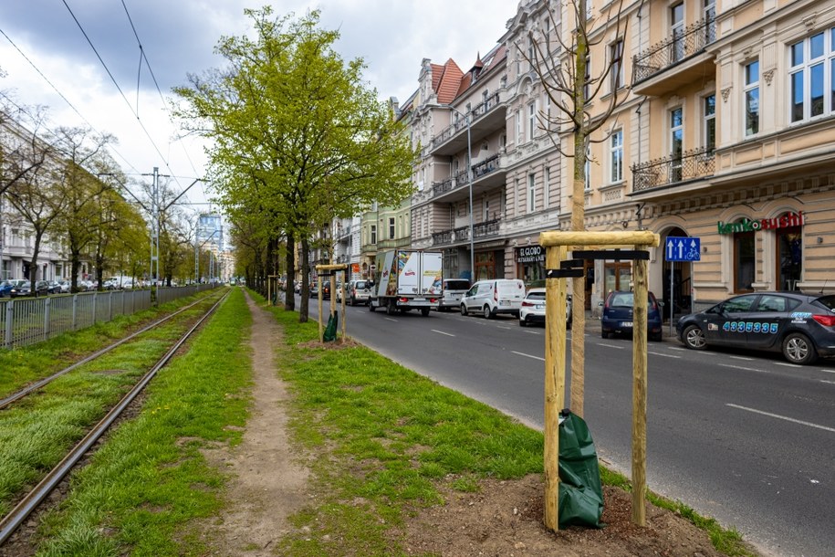 Sadzone są drzewa ozdobne: robinie, oczary, wiśnie, głogi, grójeczniki i złotokapy. /Urząd Miasta Szczecin /
