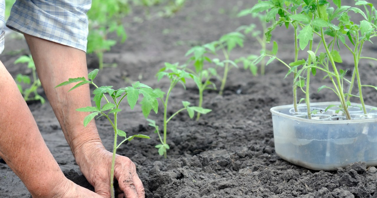 Sadzonki pomidorek będą mocniejsze dzięki domowemu naparowi z liści laurowych. /123RF/PICSEL
