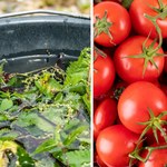 Sadzonki pomidorów są cienkie i mizerne? Podlewaj je tym, a szybko się wzmocnią