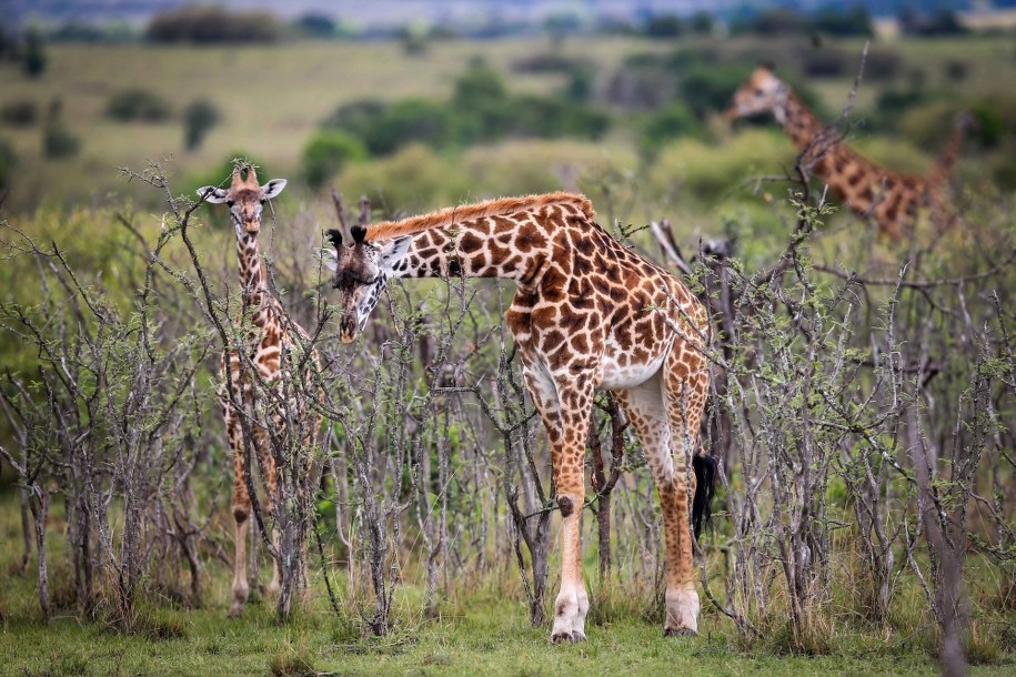 Safari /Meng Chenguang    /PAP/EPA