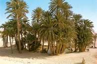 Sahara, oaza niedaleko Douz, Tunezja /Encyklopedia Internautica