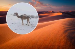 Sahara pokryła się śniegiem. Biała pustynia zachwyca