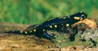 Salamandra /Encyklopedia Internautica