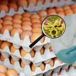 Salmonella na skorupkach jaj. Jest komunikat GIS