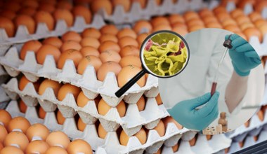 Salmonella na skorupkach jaj. Jest komunikat GIS