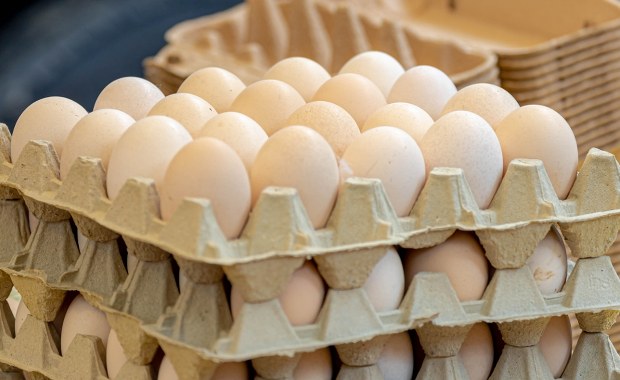Salmonella w partii jaj z wolnego wybiegu. GIS ostrzega
