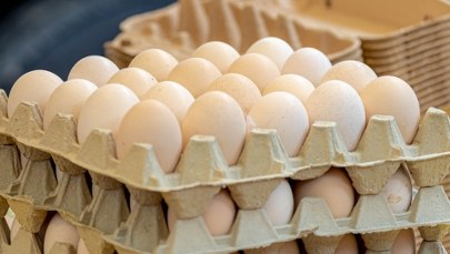 Salmonella w partii jaj z wolnego wybiegu. GIS ostrzega