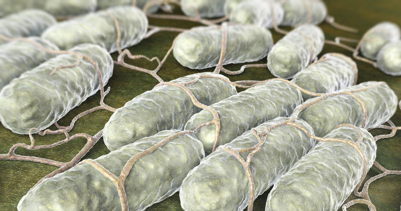 Salmonella /&copy;123RF/PICSEL