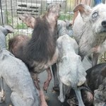 "Sama skóra i kości". Blisko 40 skrajnie wyczerpanych i wygłodniałych psów w Sobolewie