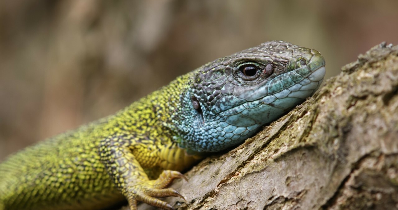 Samce jaszczurki zielonej (łac. Lacerta viridis) w okresie godowym mają niebieskie podgardle /HEATH MCDONALD/Science Photo Library /East News