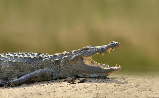 Samce krokodyli mogą osiągać do 6 metrów długości /Shutterstock