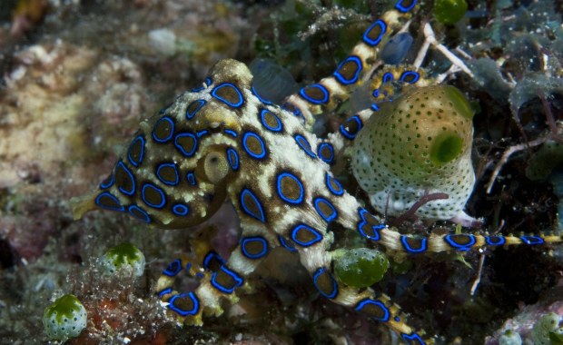 Samce ośmiornic paraliżują samice podczas kopulacji, aby uniknąć zjedzenia