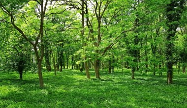 Same drzewa nie wystarczą. Wiadomo, co ma wpływ na upał w mieście