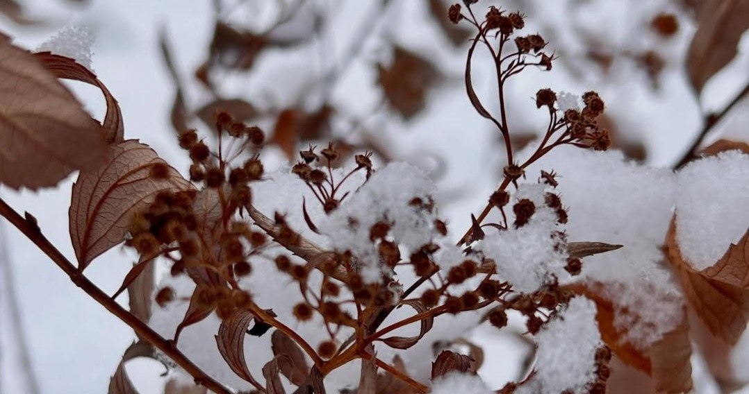 Саме в січні варто сіяти квіти. Ця теплична п'ятірка є важливою в кожному саду /Domena publiczna