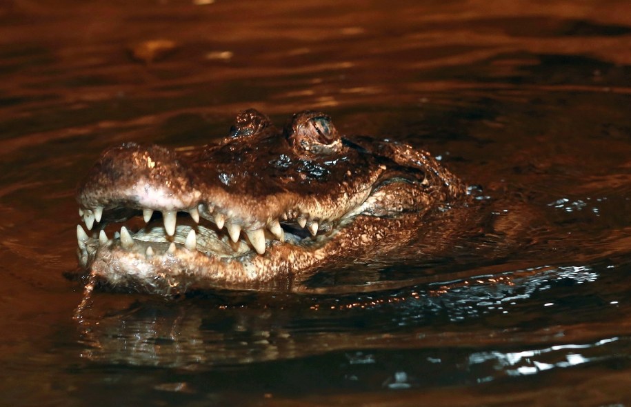 Samica aligatora missisipijskiego Marta obchodzi 90. urodziny /Marcin Bednarski /PAP