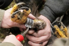 Samica bielika o imieniu Nut powróciła na wolność!