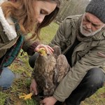 Samica bielika wpadła w sidła kłusowników. Uratowana i wyleczona wróciła na wolność