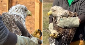 Samica bielika wróciła na wolność. "Zrobiła kilka rundek na pożegnanie"