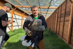 Samica bielika wróciła na wolność