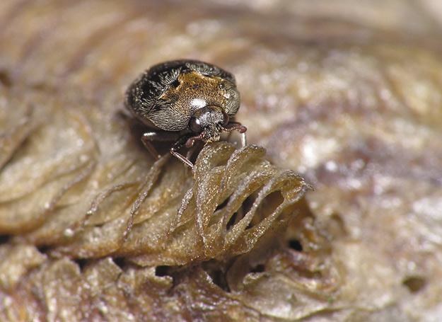 Samica chrząszcza Thaumaglossa rufocapillata szuka miejsca do złożenia jaj na powierzchni ooteki /Wiedza i Życie