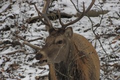 Samica jelenia zastrzelona przez kłusownika w centrum Zakopanego 