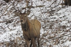 Samica jelenia zastrzelona przez kłusownika w centrum Zakopanego 