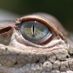 Samica krokodyla zapłodniła się sama. Jej młode ma 99,9 proc. jej genów