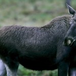 Samica łosia uciekła z hodowli w Niemczech. Reakcja przyrodników zaskakuje