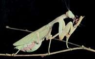 Samica modliszki Sphodromantis lineola pożerająca innego owada /Encyklopedia Internautica