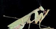 Samica modliszki Sphodromantis lineola pożerająca innego owada /Encyklopedia Internautica