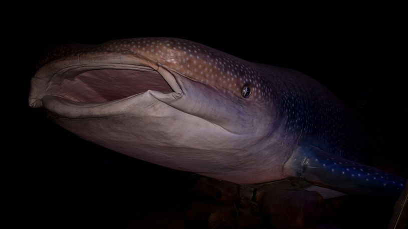 Samica rekina wielorybiego oficjalnie największą rybą w naszych oceanach /Geekweek