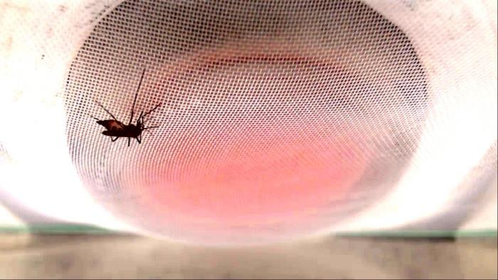 Samica roznoszącego wirusa żółtej febry komara Aedes aegypti, pożywiająca się na worku z ciepłą krwią. /Fot:  Romina Barrozo /Materiały prasowe