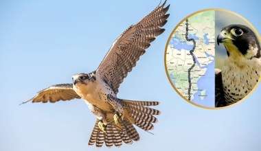 Samica sokoła wędrownego zdumiała wszystkich. Imponujący wyczyn