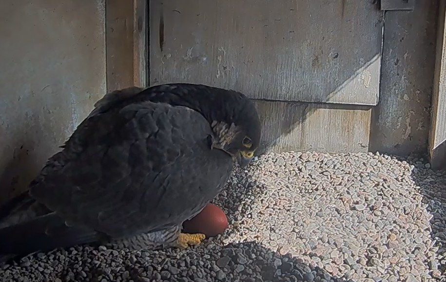 Samica sokoła, zamiast własnych jaj, wysiaduje teraz cztery kurze jaja ugotowane na twardo /peregrinus.pl /