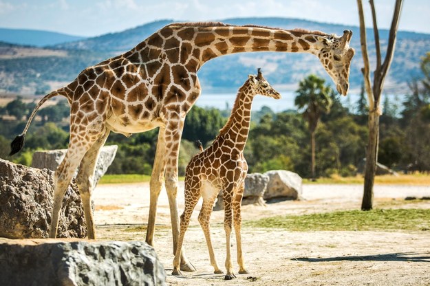 Samica żyrafy z cielakiem na zdjęciu ilustracyjnym /Shutterstock