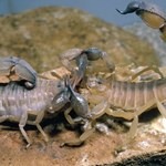 Samice skorpionów pozwalają samcom na wiele. Ryzykują życiem