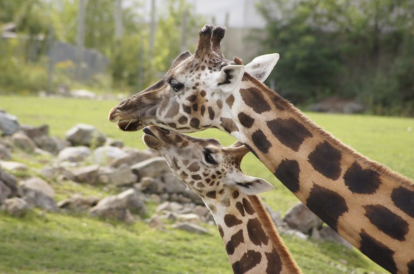 Samice żyraf wspólnie opiekują się młodymi ze swojego stada /pixabay.com