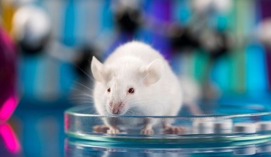 Samicy myszy wyrosły jądra. Wystarczyła drobna zmiana w genomie