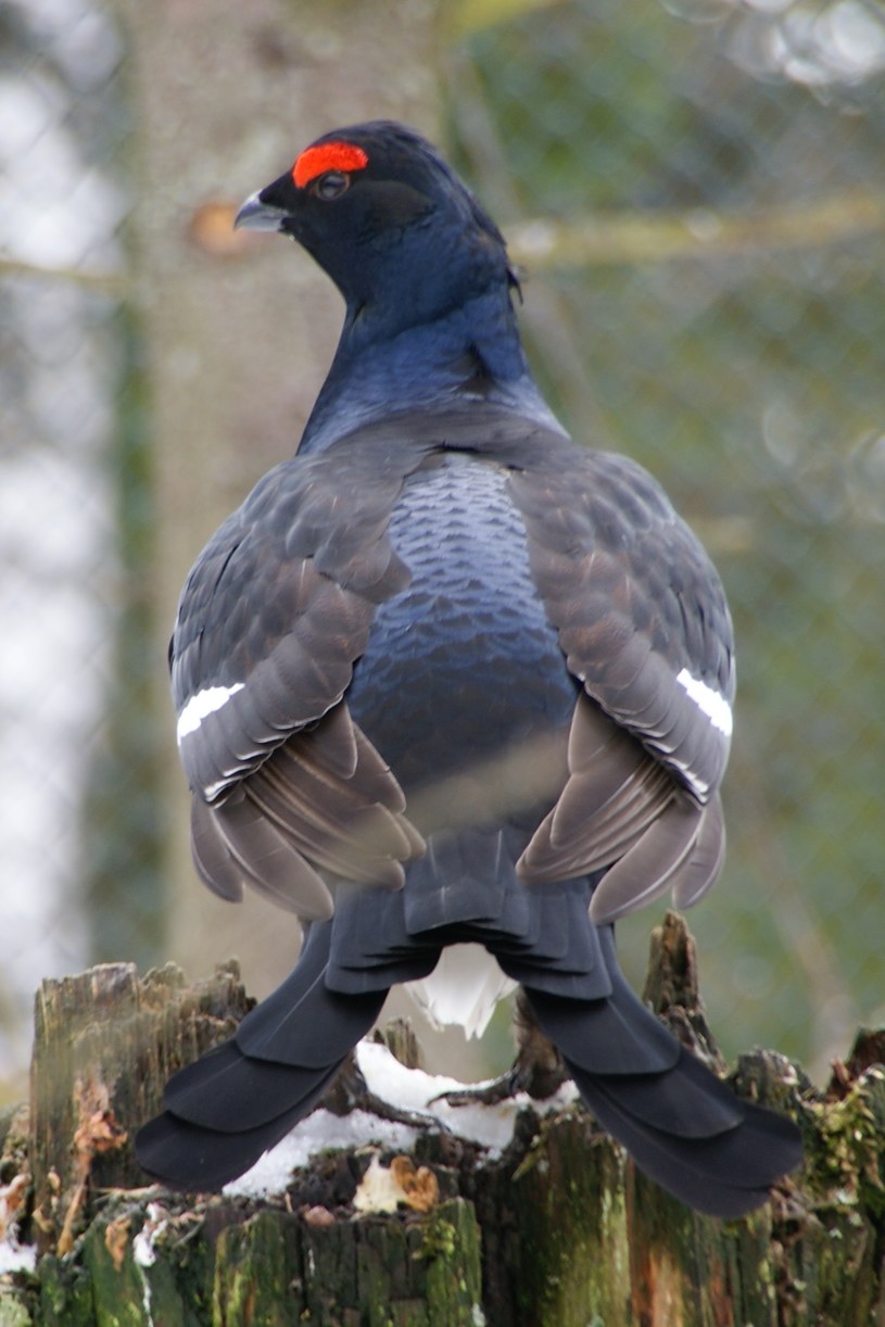 Samiec cietrzewia /Wikimedia